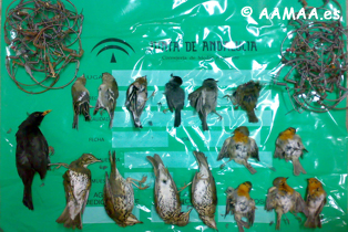 Las v&iacute;ctimas de las costillas ocupadas han sido entre otras las siguientes especies: mirlo, petirrojo, zorzal, currucas y pinzones