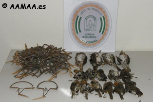 41 Costillas retiradas en Subb&eacute;ticas-C&oacute;rdoba. En las mismas cayeron 4 zorzales y 11 petirrojos