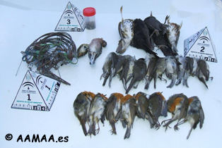 Actuaciones contra la captura ilegal de aves insectivoras.
