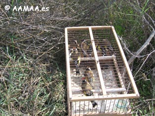 Hasta cien jilgueros fueron puestos en libertad por los Agentes de Medio Ambiente