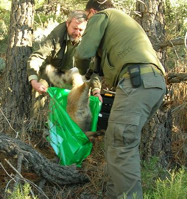 Agentes de Medio Ambiente procediendo al levantamiento de uno de los cadaveres